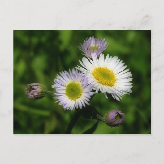 Fleabane White Daisies Flower Briefkaart (Voorkant)