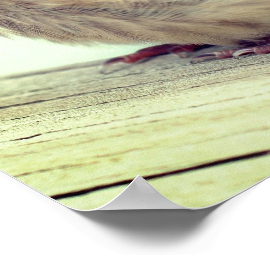 Fledgling Baby Cedar Waxing Bird Poster (Hoek)