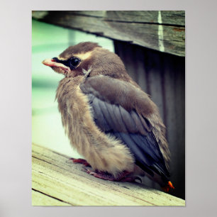 Fledgling Baby Cedar Waxing Bird Poster