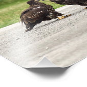 Fledgling Bald Eagles Foto Afdruk (Hoek)