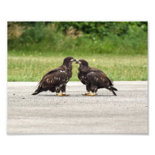 Fledgling Bald Eagles Foto Afdruk