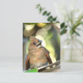 Fledgling Cardinal Cute Baby Bird Wildlife Photo Briefkaart (Staand voorkant)