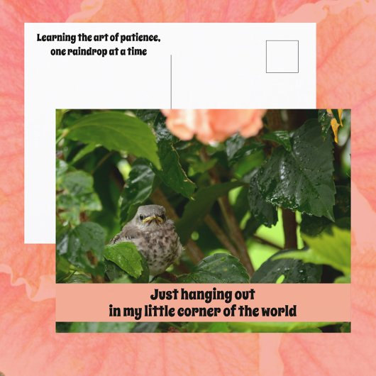 Fledgling Mockingbird Cute Wildlife Photographic Briefkaart