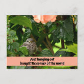 Fledgling Mockingbird Cute Wildlife Photographic Briefkaart (Voorkant)