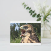 Fledgling Red Tailed Hawk Briefkaart (Staand voorkant)