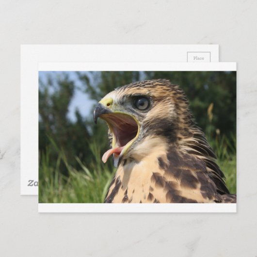 Fledgling Red Tailed Hawk Briefkaart (Voorkant / Achterkant)