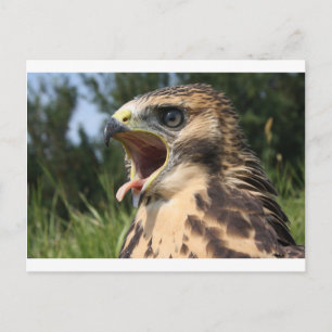 Fledgling Red Tailed Hawk Briefkaart