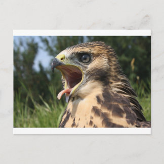 Fledgling Red Tailed Hawk Briefkaart