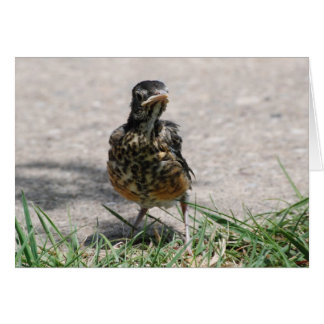 Fledgling Robin met Attitude