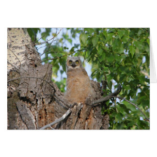 Flegling Great Horned Owl