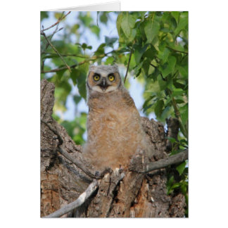 Flegling Great Horned Owl