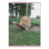 Flemish giant (Voorkant)