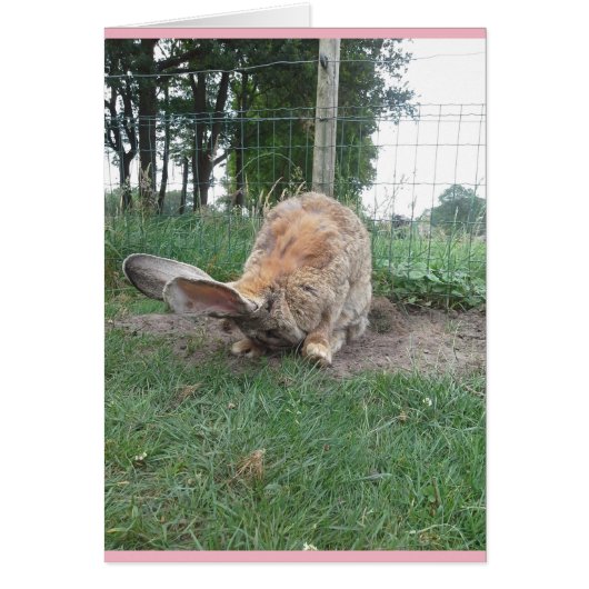 Flemish giant (Voorkant)