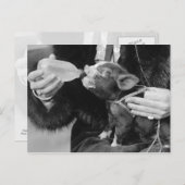 Fles die de biggen van de varkensdarm briefkaart (Voorkant / Achterkant)