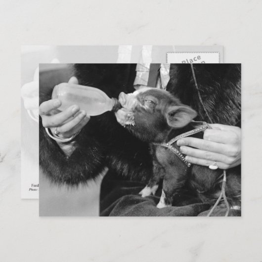 Fles die de biggen van de varkensdarm briefkaart (Voorkant / Achterkant)