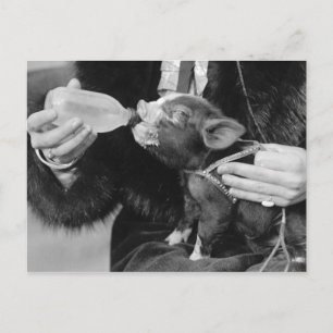 Fles die de biggen van de varkensdarm briefkaart