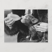 Fles die de biggen van de varkensdarm briefkaart (Voorkant)