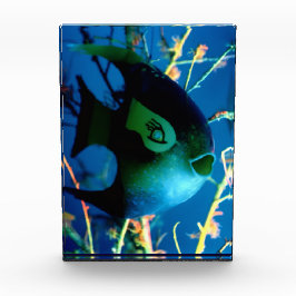 Fles Fish Gibney Het Museum Zazzle Fotoblokken