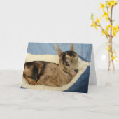 Flesgeit genaamd Aussie Kaart (Gele Bloem)