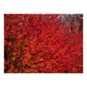 "Flesh and Bone" Foto Afdruk (Voorkant)