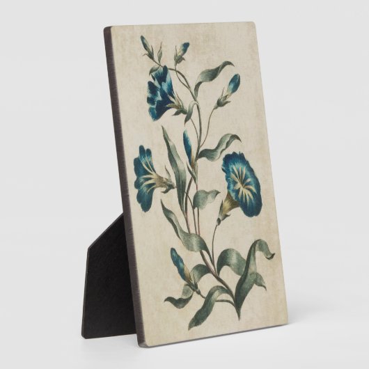  flesje Convolvulus Fotoplaat (Zijkant)