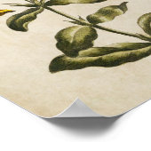 flesjes sint-janskruid poster (Hoek)