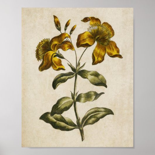 flesjes sint-janskruid poster (Voorkant)