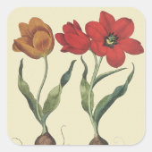 flessen, bloeiende Tulip Flowers en Bulbs Vierkante Sticker (Voorkant)