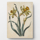 flessenafval Daffodil Fotoplaat (voorkant)