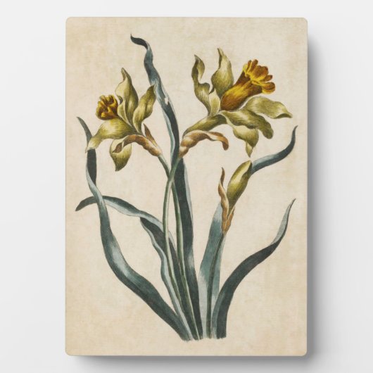 flessenafval Daffodil Fotoplaat (voorkant)