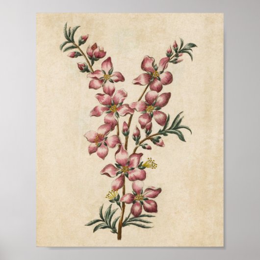  flessenamandmond bloesem afdrukken poster (Voorkant)