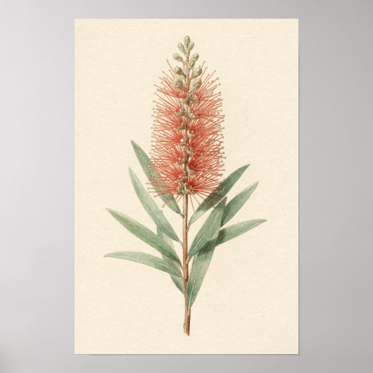 Flessenborstel Bloem Botanische Poster (Voorkant)