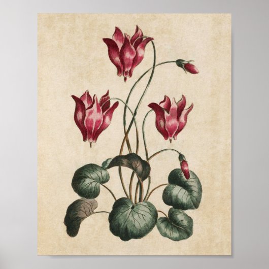  flessencyclamen afdrukken poster (Voorkant)