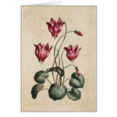 flessencyclamen illustratie (Voorkant)