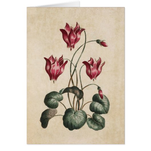  flessencyclamen illustratie  (Voorkant)