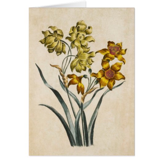  flessenfoto Jonquil Illustratie (Voorkant)