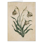 flessenfoto van Snowdrop (Voorkant)