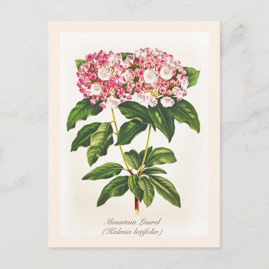  flessengebergte Laurel Flower Briefkaart (Voorkant)