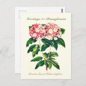  flessengebergte Laurel Flower Briefkaart (Voorkant / Achterkant)