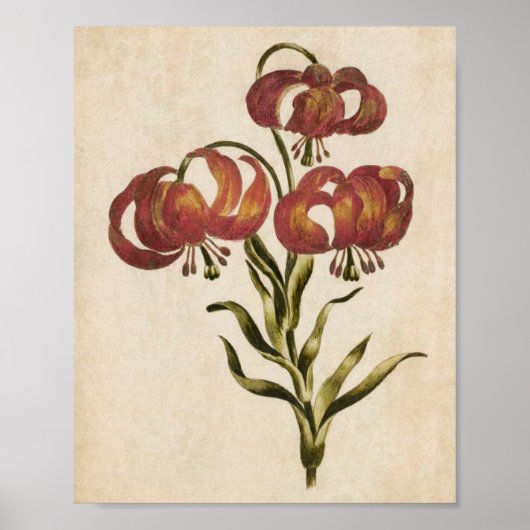 flessengebergte Lily afdrukken Poster (Voorkant)