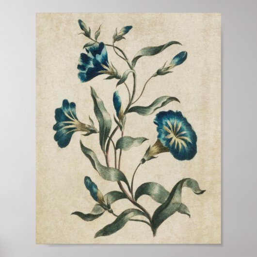 flessenhalsflora Convolvulus afdrukken Poster (Voorkant)