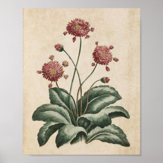  flessenhalsflora Daisy Print (Voorkant)