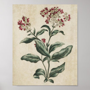flessenhalsklare Laurestina Print