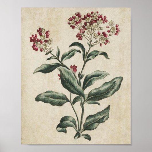  flessenhalsklare Laurestina Print (Voorkant)