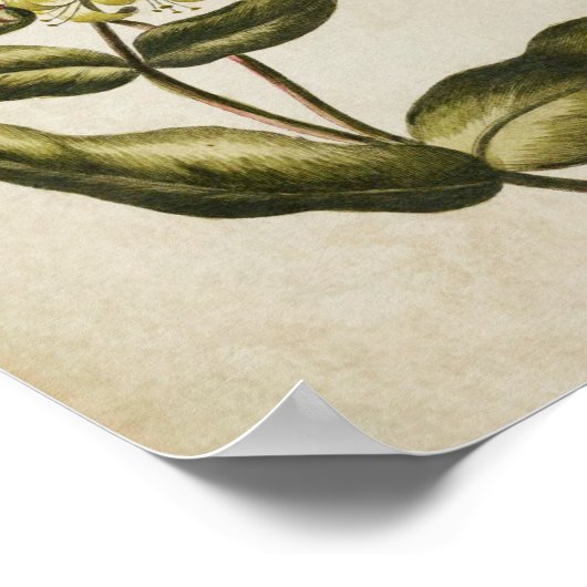 flessenklare persen poster (Hoek)