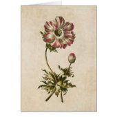 flessensoranje Anemone Illustratie (Voorkant)