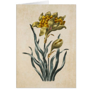 flessenverlichting Daffodil Illustratie
