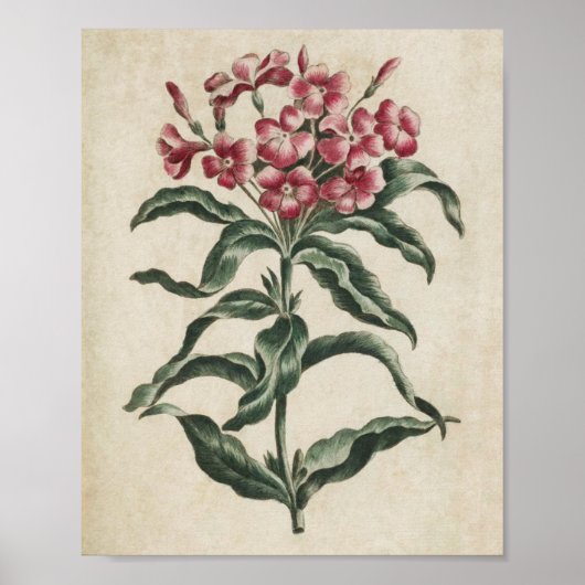  flessenverlichting Lychnidea Poster (Voorkant)