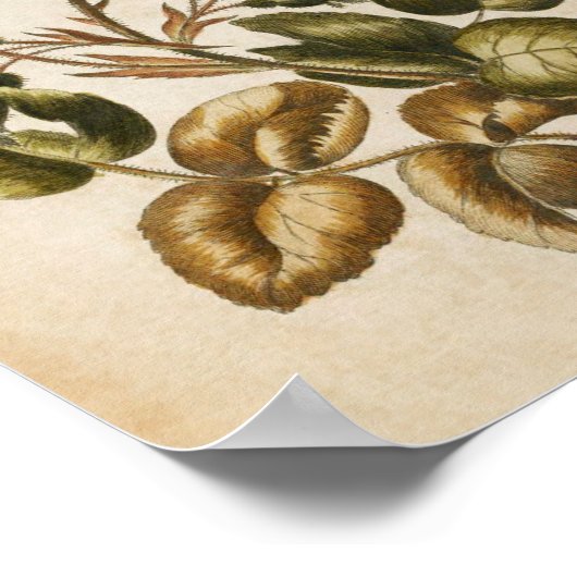  flessenvlees Roos afdrukken Poster (Hoek)