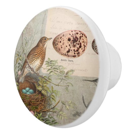  flessenvogel Nest Eggs Script Ephemera Keramische Knop (Rechts)